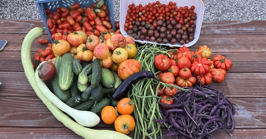 Fresh From the Garden